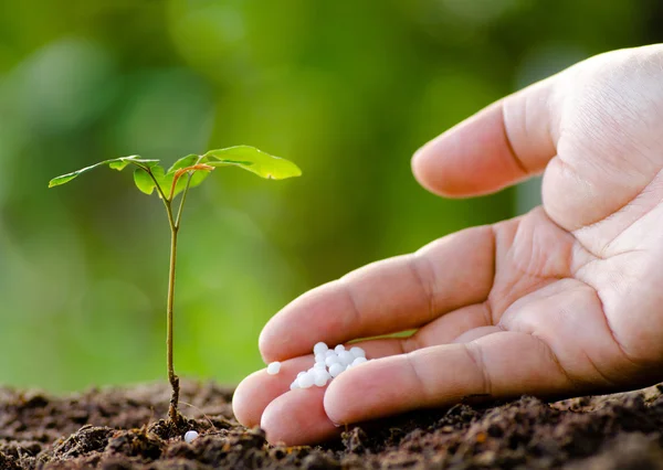 Mano maschile dando fertilizzante vegetale al giovane albero — Foto Stock