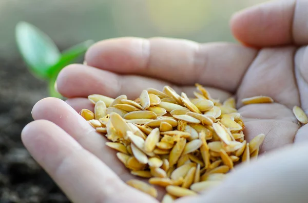 Close up seed on hand — Stock Photo, Image