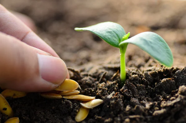 Keime wachsen auf rückwärtiger Erde mit Samen auf der Hand — Stockfoto