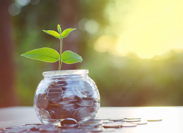 Sprout growing on glass piggy bank — Stock Photo, Image