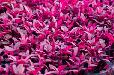 Kırmızı ıspanak Menekşe sebze fidan