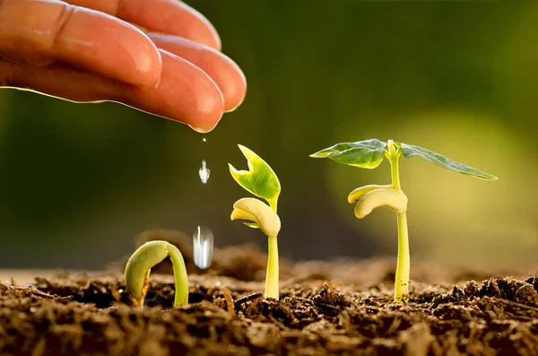 Mão macho molhando planta jovem — Fotografia de Stock