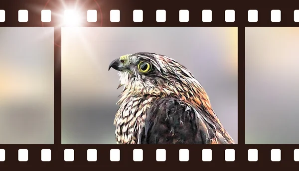 Photo film with hawk. Wildlife photography. Vector illustration of predatory bird — Stock Vector