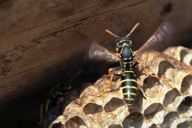 Kağıt üzerinde vespiary oturan Wasp. Avrupa dominulus