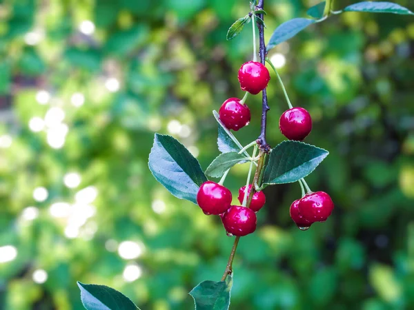 Rama Con Cerezas Rojas Sobre Fondo Verde — Foto de Stock