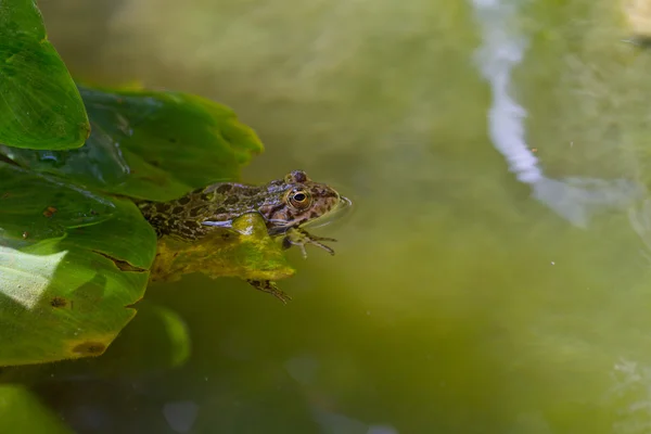 Rana descansando en el agua —  Fotos de Stock