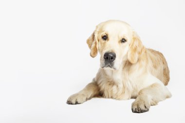 Stüdyo portre bir yalan, beyaz arka plan üzerinde izole Golden retriever köpek
