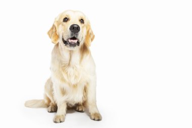 Stüdyo portre oturmuş, üzerinde izole Golden retriever köpek