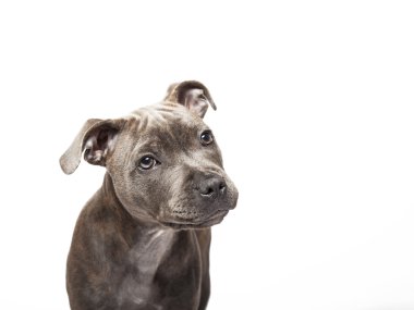Çukur boğa köpek yavrusu