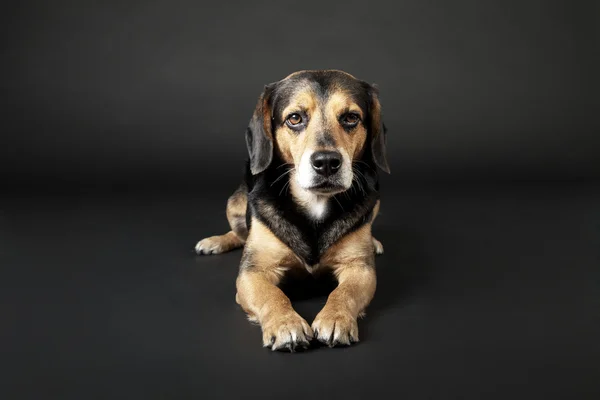 O cão está deitado no fundo preto — Fotografia de Stock