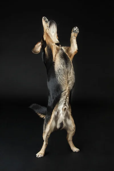 Il cane mendicante — Foto Stock