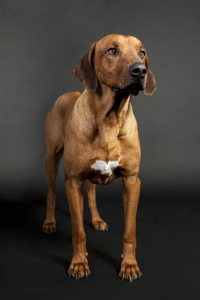 De hond op de zwarte achtergrond — Stockfoto