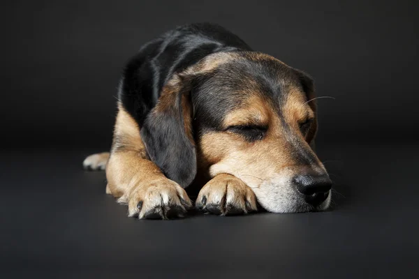 O cão dorme no fundo preto — Fotografia de Stock