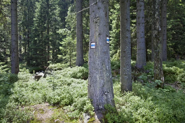 Ein touristisches Schild am Baum — Stockfoto