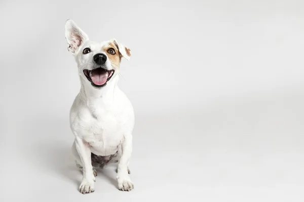 Den rolig leende hunden — Stockfoto