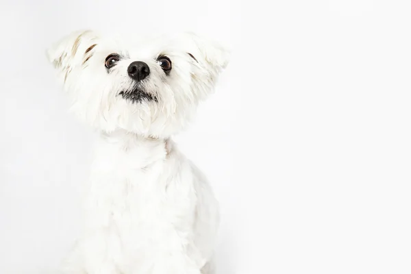 Retrato de estúdio de cão maltês, isolado sobre fundo branco — Fotografia de Stock