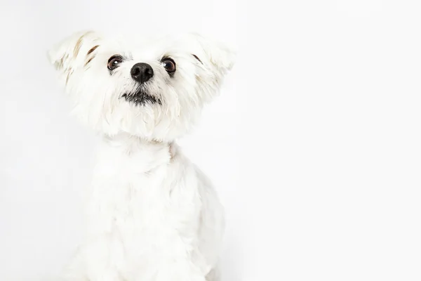 Studio portret van Maltese hond, geïsoleerd op witte achtergrond — Stockfoto