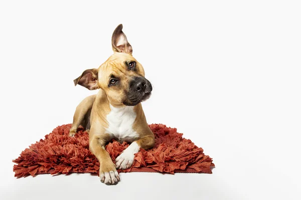 Retrato de estudio del perro Stafford terrier, aislado en respaldo blanco — Foto de Stock