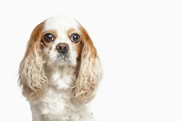 Studio porträtt av engelsk Cocker Spaniel hund, isolerad på vit bakgrund — Stockfoto