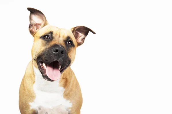 Beyaz arka plan üzerinde izole köpek, stüdyo portresi