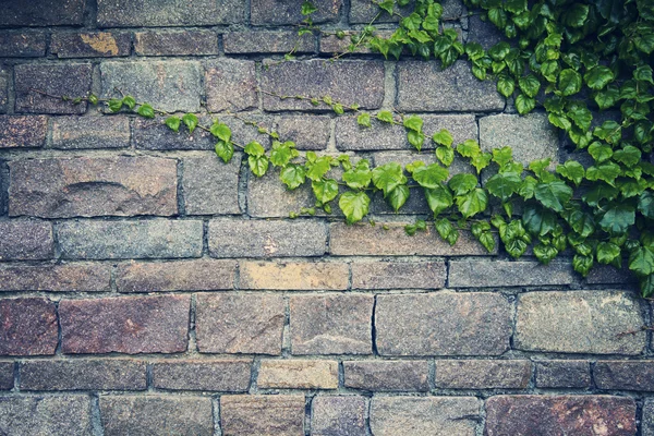 Fondo de la antigua pared de piedra con la hiedra verde —  Fotos de Stock