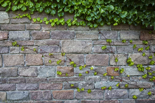 Hintergrund der Steinmauer mit dem grünen Efeu — Stockfoto