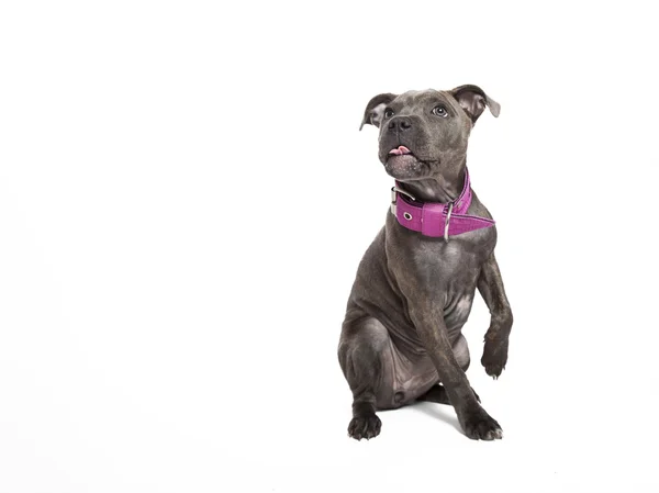 De hond puppy van pitbull — Stockfoto