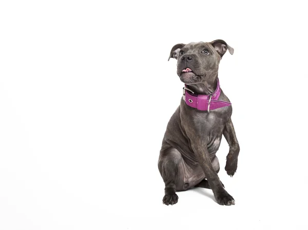Pitbull köpek yavrusu