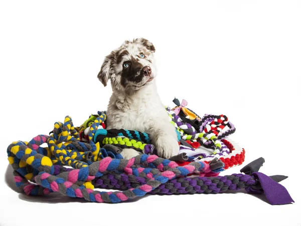 O cachorro do pastor australiano — Fotografia de Stock