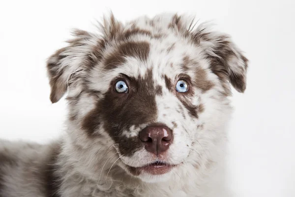 De hond puppy van Australian Shepherd — Stockfoto