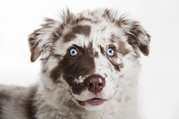 Der Welpe des australischen Schäferhundes — Stockfoto