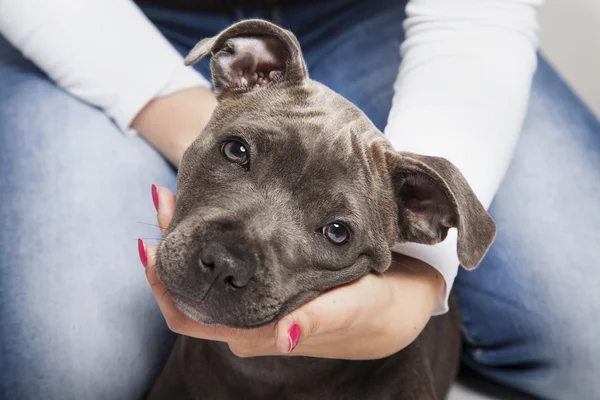 Il cane cucciolo di pitbull — Foto Stock