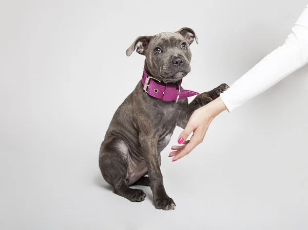 De pup hond van de stier van de kuil — Stockfoto