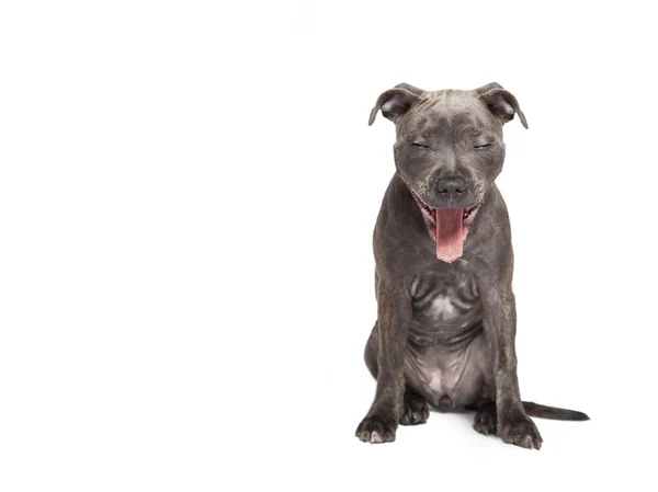 Çukur boğa köpek yavrusu