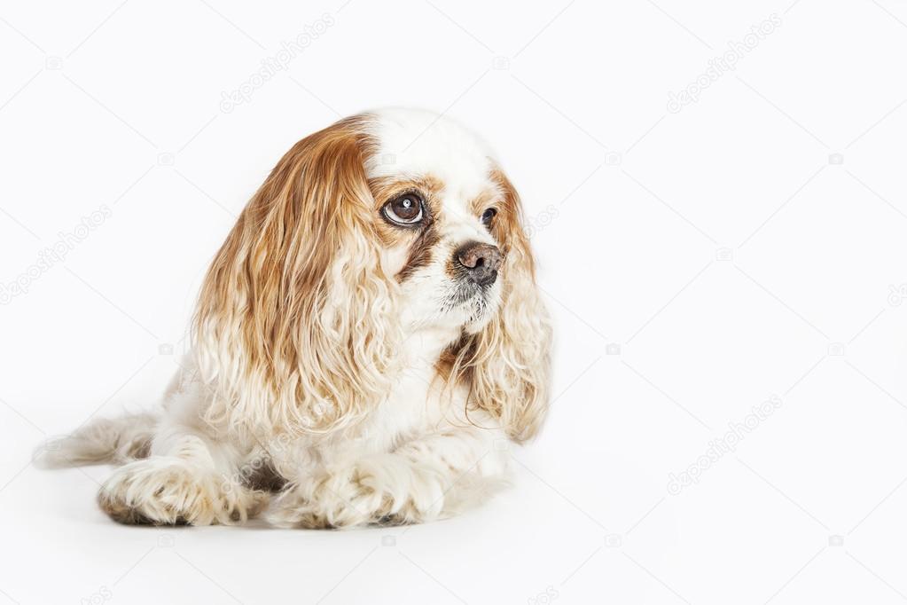 Studio portrait of the English Cocker Spaniel dog lying, isolate