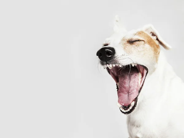 Retrato de estudio del perro bostezo Russel Terrier — Foto de Stock