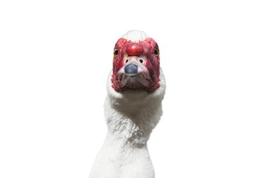 Grup Muscovy ördek - whit üzerinde izole Cairina m