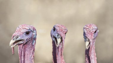 Çiftlikte Türkiye grup 