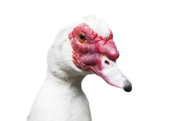 Grup Muscovy ördek - whit üzerinde izole Cairina m