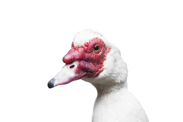 Grup Muscovy ördek - whit üzerinde izole Cairina m