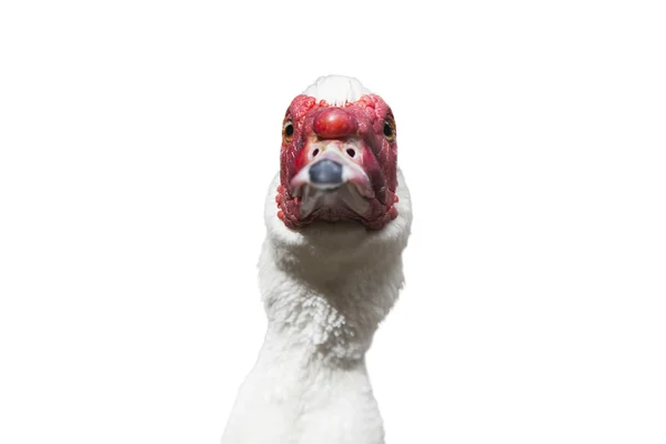 Grup Muscovy ördek - whit üzerinde izole Cairina m