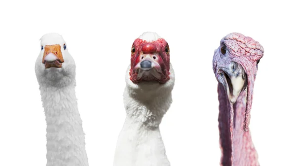 Komik grup portresi kaz, Türkiye, misk üzerinde izole ördek — Stok fotoğraf