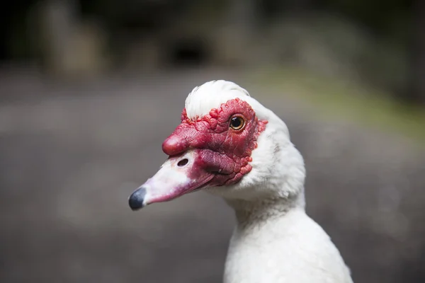 Grup Muscovy ördek - whit üzerinde izole Cairina m