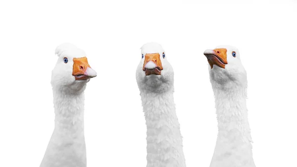 Grupo de ganso doméstico branco isolado sobre fundo branco — Fotografia de Stock