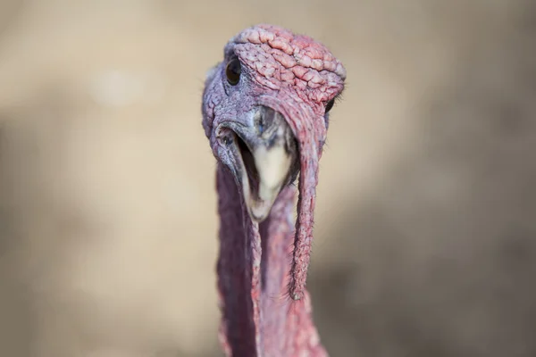 The close up group portrait of turkey isolated on the white background — Stock Photo, Image