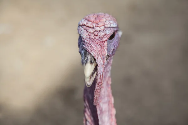 O retrato de grupo close-up de peru isolado no fundo branco — Fotografia de Stock