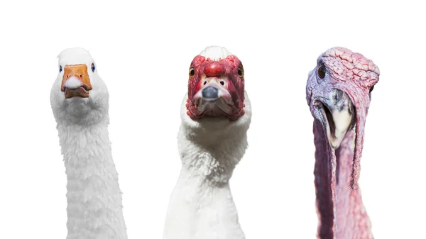 Funny group portrait of goose, turkey, muscovy duck isolated on Royalty Free Stock Images