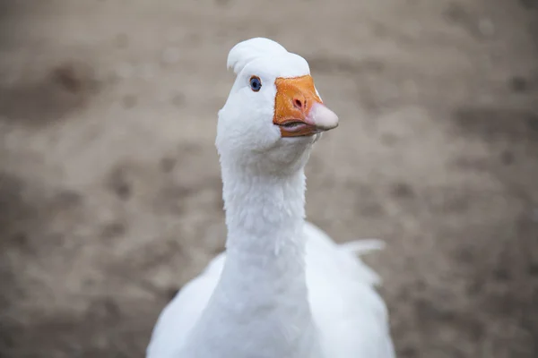 Bílý domácí Husa na farmě Stock Snímky