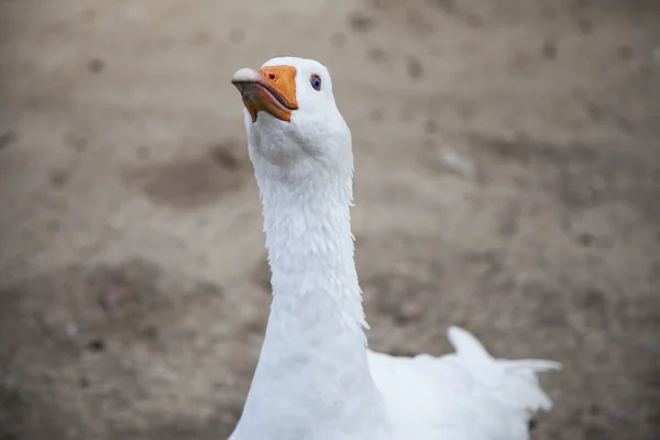 Ganso doméstico blanco en la granja Fotos de stock libres de derechos