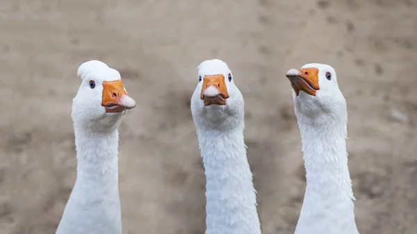 Grupo de patos moscovitas Cairina moschata aislados en la parte blanca Imagen de archivo